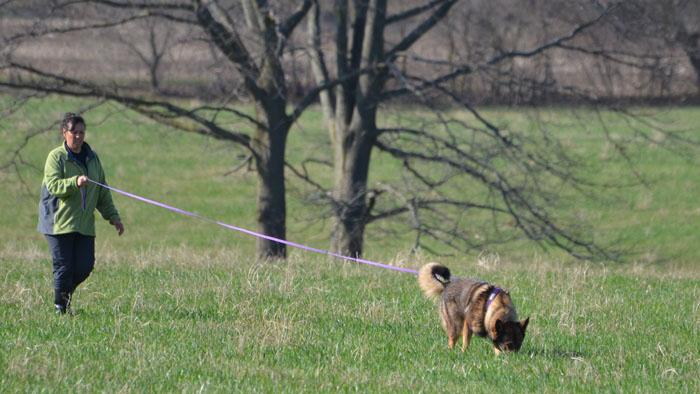 dog tracking with handler