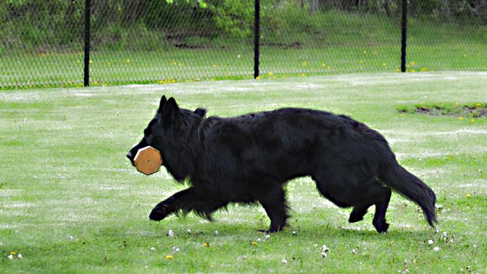 black dog carrying dumbell